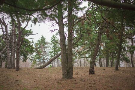 Tree roots in the forest