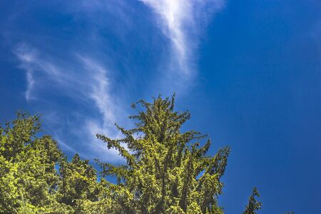 Pines in Mountains against Blue Sky Background