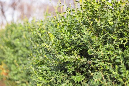 Close up of bright shiny wet young green foliage of boxwood