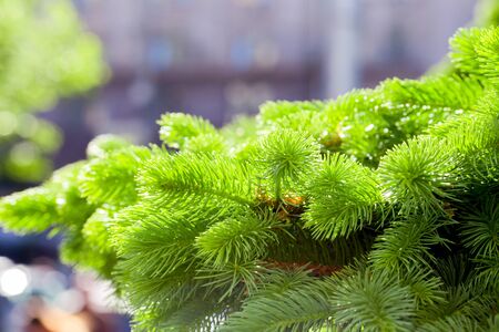 Branch of fir tree with green needles,  close up