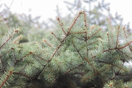 Close up  of pine tree branches. Blurred green tree branches in background