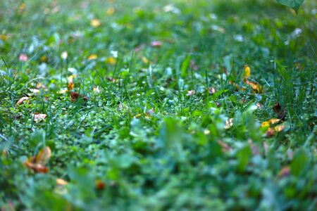 Green grass covered with autumn yellow leavesの写真素材