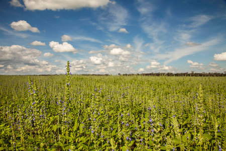 Fields of chiaの写真素材