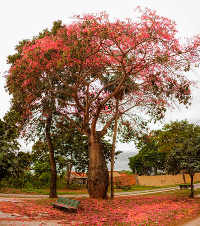 tree Toborochiの写真素材