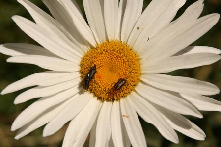 Flowerの写真素材