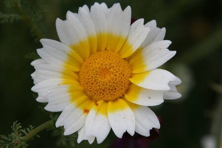 Flowerの写真素材