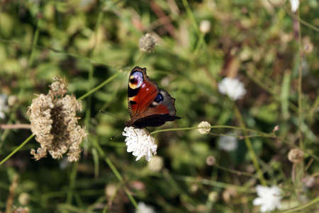 dappled butterflyの写真素材