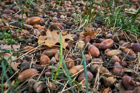 Fallen acorns with hats lie on the ground in the forest among leaves and green grass.
