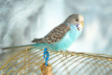 Male wavy parrot with blue plumage sits on a cage