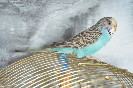 Playful blue-plated budgie chick sits on a cage