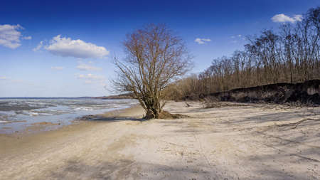 Lonely tree on a sandy beach, large resolution.