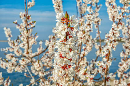 Blooming branches of apricot on the background of a pond on a sunny day.