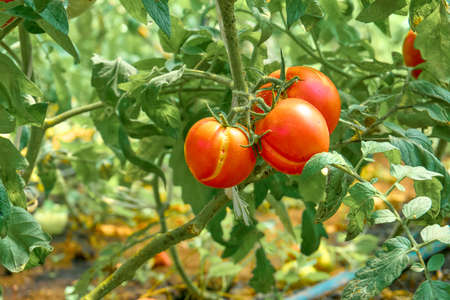 Ripe red tomatoes on a background of green foliage hanging on a tomato tree vineの写真素材