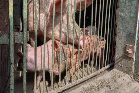 Cute pigs on the farm. Little pigの写真素材