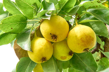 Juicy pears on a branch in the garden, juicy fruits. Ripe organic varieties