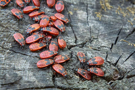 Soldier beetles are sitting on a tree stump. Many red beetles photographed close-up on a wooden stumpの写真素材