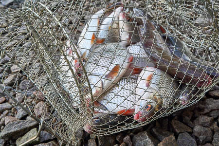 Caught a fish in a cage. Fishing trophy