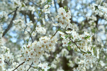 Blooming cherry branches with flowers on a sunny day, beautiful sakura flowers in the spring season...