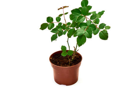 Room rose bush in a pot on a white background.の写真素材