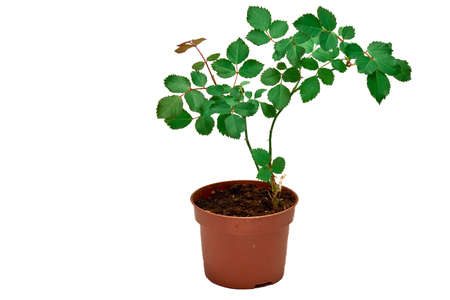 Room rose bush in a pot on a white background.の写真素材