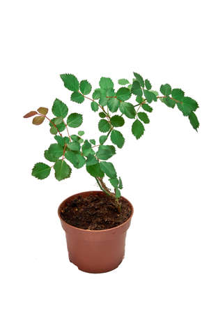 Indoor rosebush in a pot on a white background, vertical shot.の写真素材