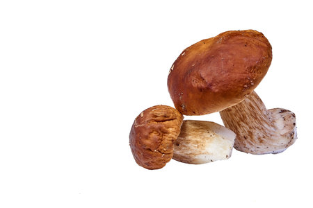 A group of porcini mushrooms peeled lies on a white background.の写真素材