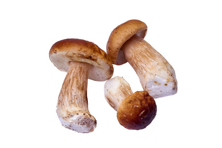 A group of porcini mushrooms peeled lies on a white backgroundの写真素材