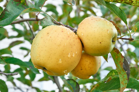 A group of ripe apples of different sizes hanging on an apple tree branch.の写真素材