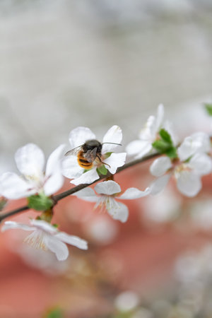 A bee collects pollen from sakura flower