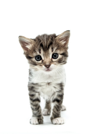 A cute little kitten on a white background. Baby catの写真素材