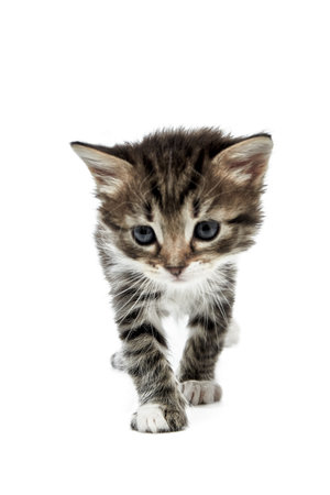 A cute little kitten on a white background. Baby catの写真素材