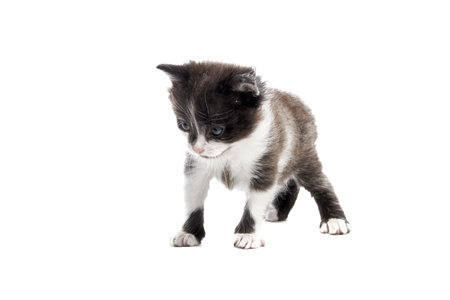 Cute little fluffy kitten trying to tentatively walk forward on a white backgroundの写真素材