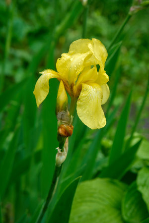 Blooming yellow iris flower with water droplets on the petalsの写真素材