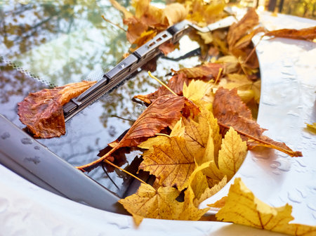 Fallen wet yellow autumn leaves lying on the glass and hood of the car, as a result of heavy rain. The photo is from a high angle. The composition reflects a neutral moodの写真素材