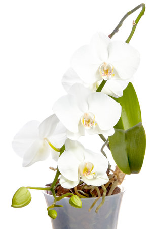 White orchid in a flower pot closeup isolated on white background.の写真素材