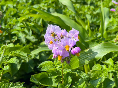 Potato flowers blooming under bright sunlight. Delicate purple petals with yellow stamens among lush green leaves.の写真素材