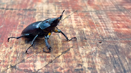 Close-up of a stag beetle on aged wooden surface. Detailed texture of the shell and dramatic...