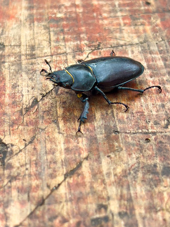 Close-up of a stag beetle on aged wooden surface. Detailed texture of the shell and dramatic...