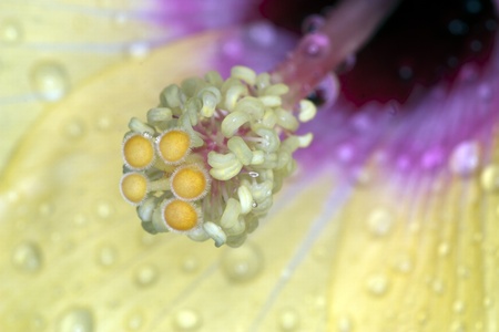 hibiscus particularの写真素材