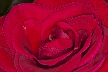 Red Roseの写真素材