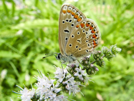 Butterfly Lycaedesの写真素材