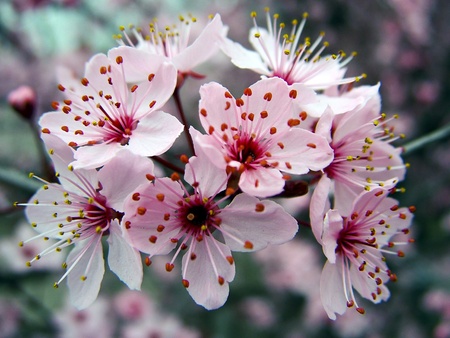 spring flowersの写真素材