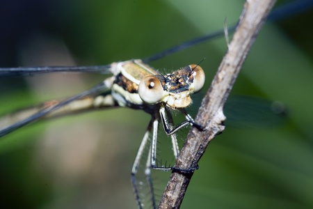 Dragonfly on branchの写真素材