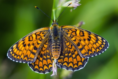 Butterfly melitaea didyma resting  Great Spangled Fritillary  Photo taken vear a lake in Apulia Italyの写真素材