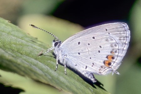 Lycaeides butterfly resting on flowerの写真素材