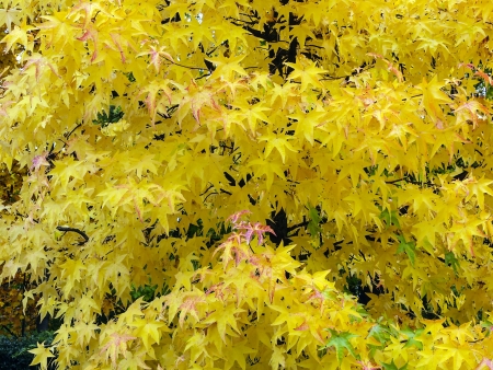 typical autumn foliageの写真素材