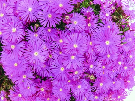 beatiful spring flower  in a meadowの写真素材