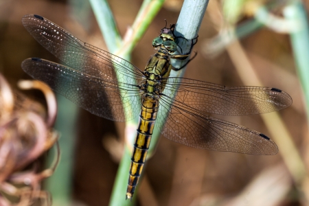 dragonfly resting on a branch in a meadowの写真素材