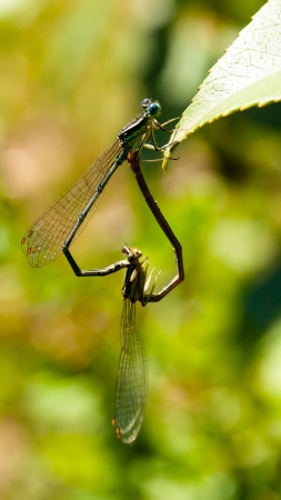 pair of dragonflies in  a meadowの写真素材