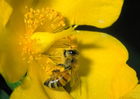 common bee collects pollen from flowers in a meadowの写真素材
